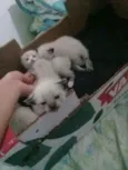 Nenés 