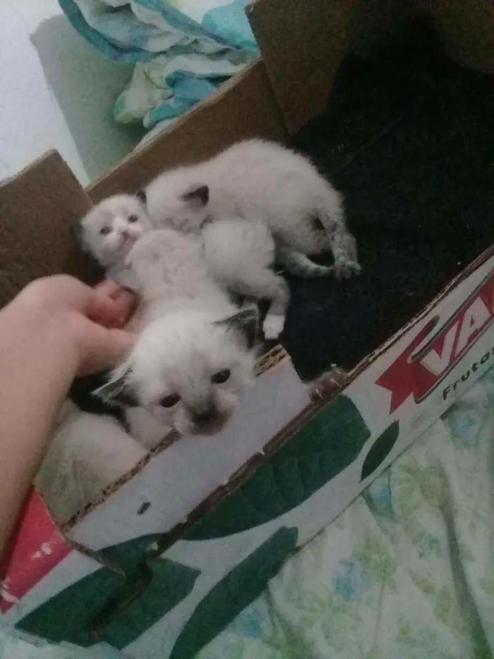 Gato raça  idade 2 a 6 meses nome Nenés 