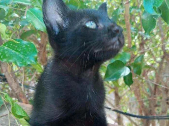 Gato ra a Indefinido idade Abaixo de 2 meses nome Levi