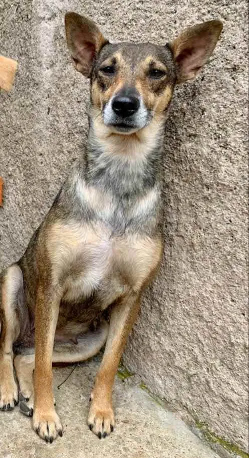Cachorro raça Vira Lata idade 1 ano nome Monica