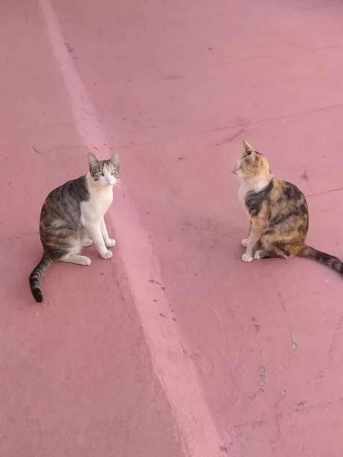 Gato ra a Vira-lata  idade 2 a 6 meses nome Nininha