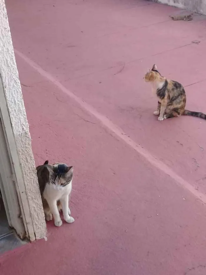 Gato ra a Vira-lata  idade 2 a 6 meses nome Nininha