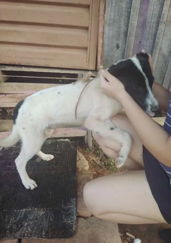 Cachorro ra a SRD-ViraLata idade Abaixo de 2 meses nome sem nome