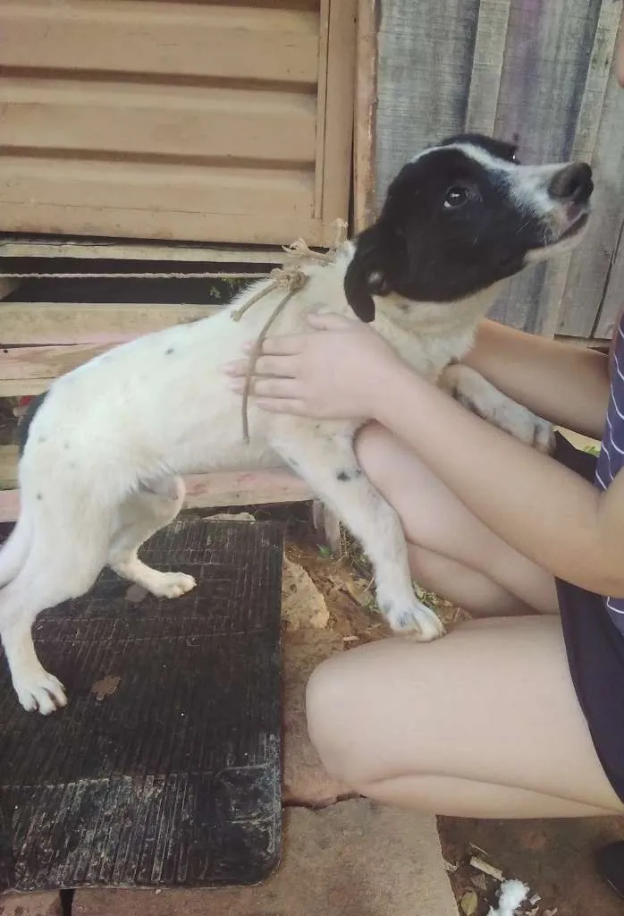 Cachorro ra a SRD-ViraLata idade Abaixo de 2 meses nome sem nome