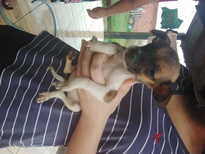 Cachorro ra a SRD-ViraLata idade Abaixo de 2 meses nome sem nome