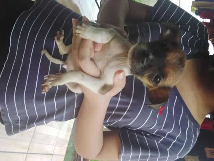 Cachorro ra a SRD-ViraLata idade Abaixo de 2 meses nome sem nome