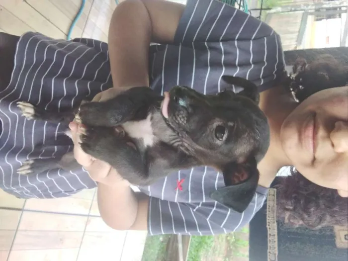 Cachorro ra a SRD-ViraLata idade Abaixo de 2 meses nome sem nome