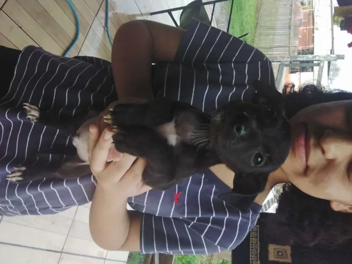 Cachorro ra a SRD-ViraLata idade Abaixo de 2 meses nome sem nome