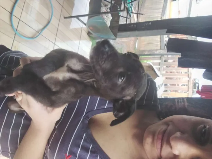 Cachorro ra a SRD-ViraLata idade Abaixo de 2 meses nome sem nome