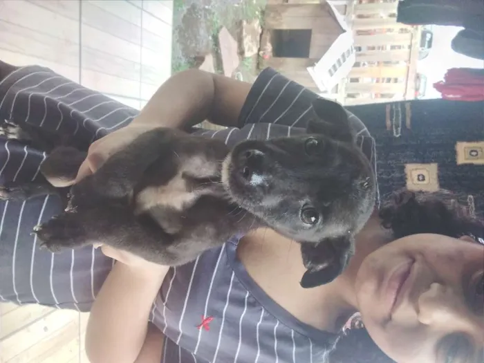 Cachorro ra a SRD-ViraLata idade Abaixo de 2 meses nome sem nome