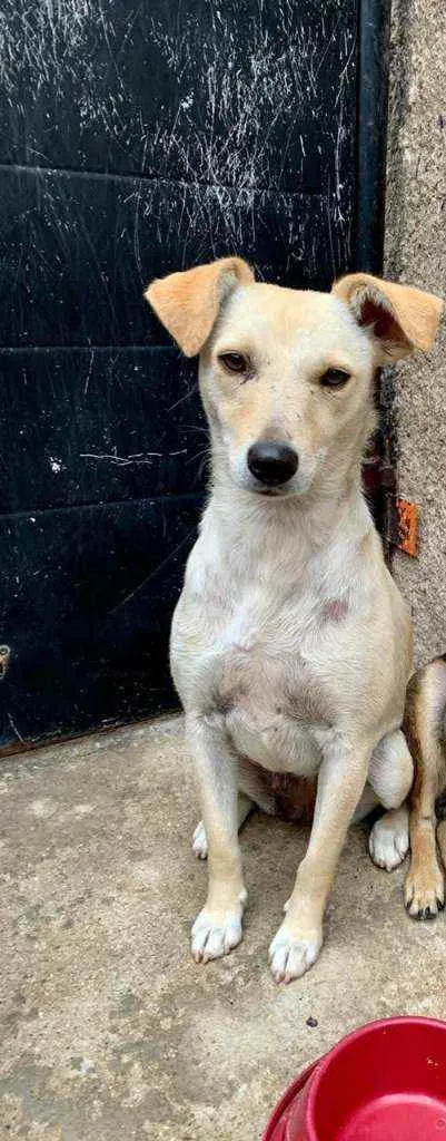 Cachorro ra a Vira Lata idade 2 anos nome Phoebe