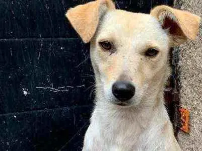 Cachorro ra a Vira Lata idade 2 anos nome Phoebe