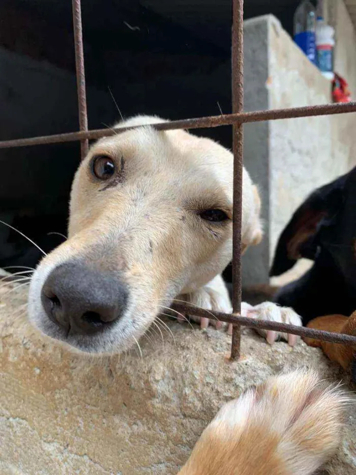Cachorro ra a Vira Lata idade 2 anos nome Phoebe