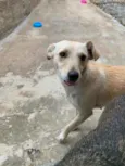 Phoebe