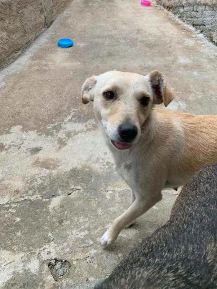 Cachorro ra a Vira Lata idade 2 anos nome Phoebe