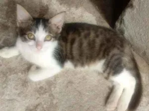 Gato raça Srd idade 2 a 6 meses nome Melod