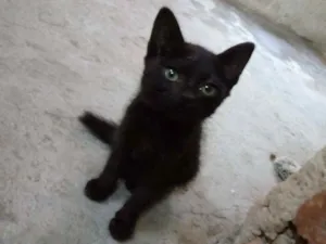 Gato raça Srd idade 2 a 6 meses nome Bela