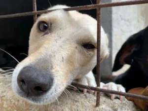 Cachorro raça Vira Lata idade 2 anos nome Phoebe