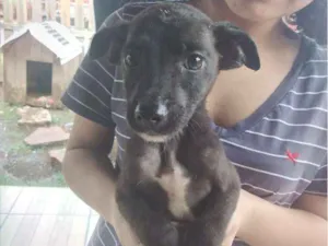 Cachorro raça SRD-ViraLata idade Abaixo de 2 meses nome sem nome