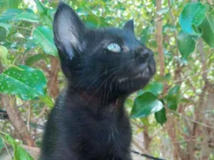 Gato raça Indefinido idade Abaixo de 2 meses nome Levi