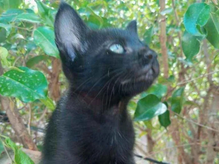 Gato ra a Indefinido idade Abaixo de 2 meses nome Levi