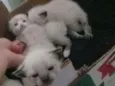 Nenés 