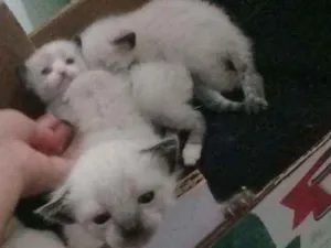 Gato raça  idade 2 a 6 meses nome Nenés 