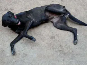 Cachorro raça Viralata idade 2 a 6 meses nome Pretinha