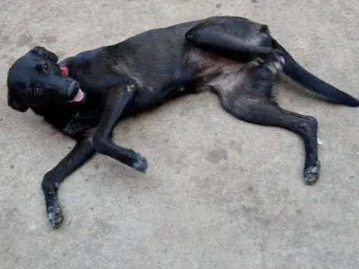 Cachorro ra a Viralata idade 2 a 6 meses nome Pretinha