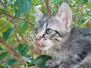 Gato raça Indefinido idade Abaixo de 2 meses nome Kiara