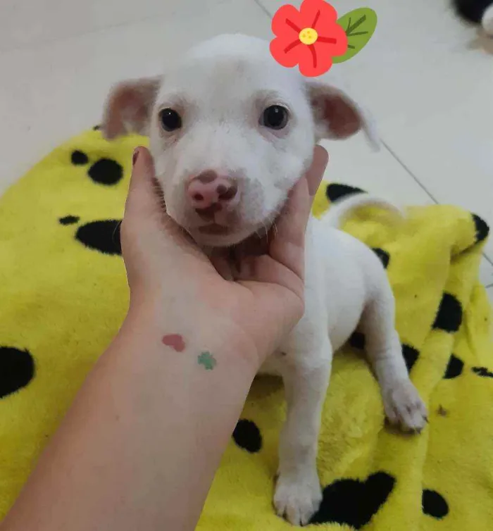 Cachorro ra a Sem raça determinada idade Abaixo de 2 meses nome Gamora 