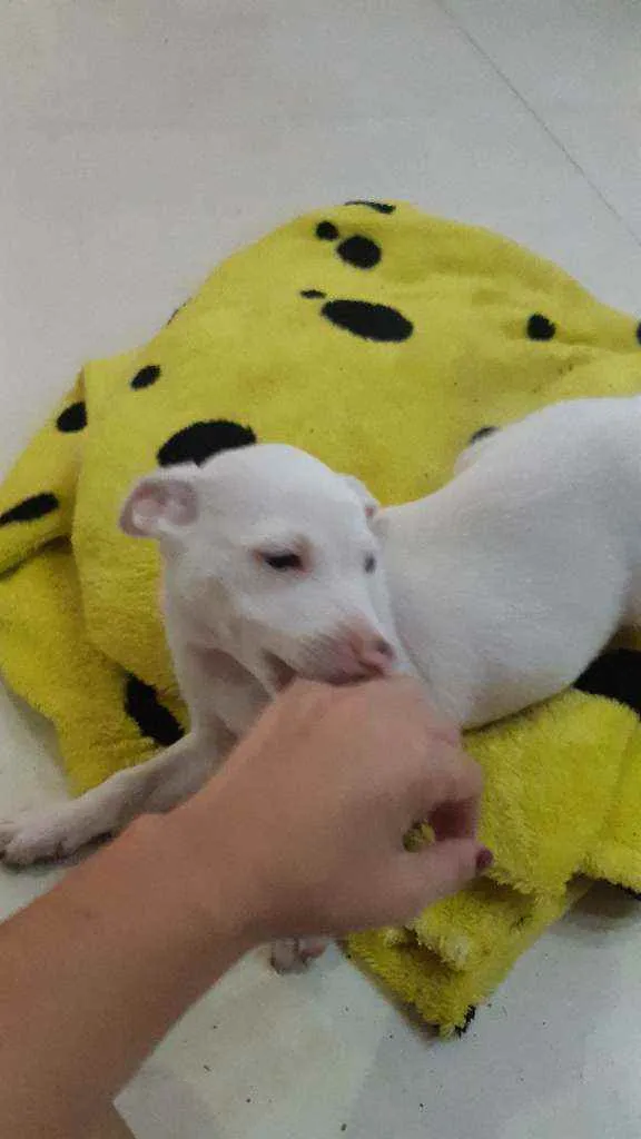 Cachorro ra a Sem raça determinada idade Abaixo de 2 meses nome Gamora 