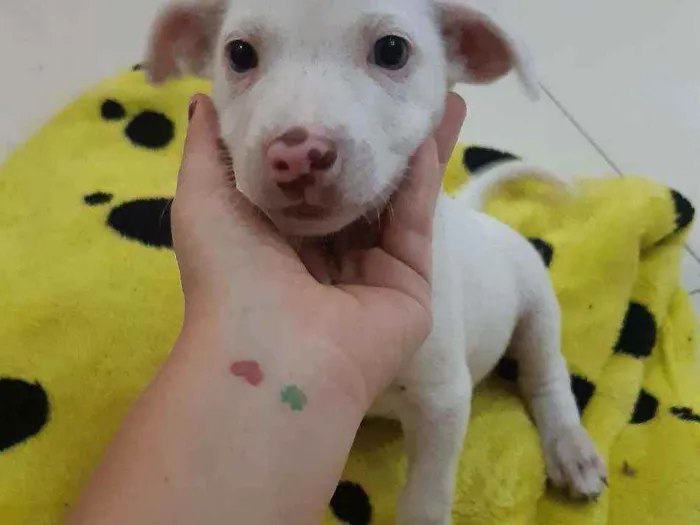 Cachorro ra a Sem raça determinada idade Abaixo de 2 meses nome Gamora 