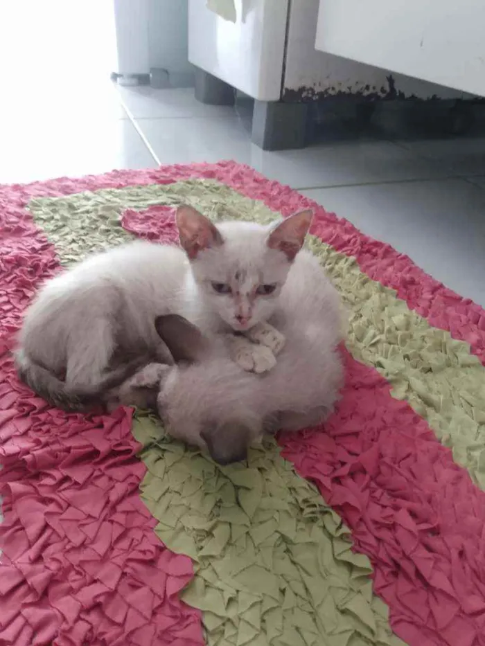 Gato raça Siamês idade Abaixo de 2 meses nome Júnior e Pedrinho