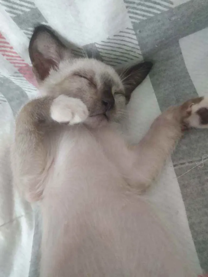 Gato raça Siamês idade Abaixo de 2 meses nome Júnior e Pedrinho