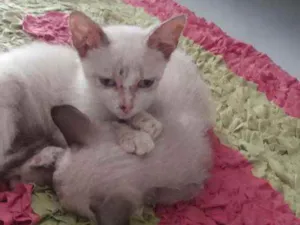 Gato raça Siamês idade Abaixo de 2 meses nome Júnior e Pedrinho