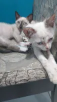 Júnior e Pedrinho