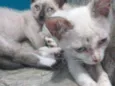 Júnior e Pedrinho