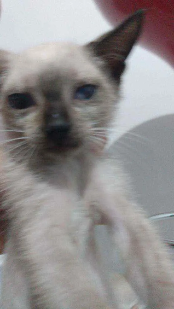 Gato raça Siamês idade Abaixo de 2 meses nome Júnior e Pedrinho