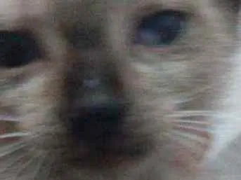 Gato raça Siamês idade Abaixo de 2 meses nome Júnior e Pedrinho