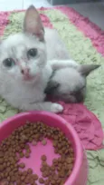 Júnior e Pedrinho