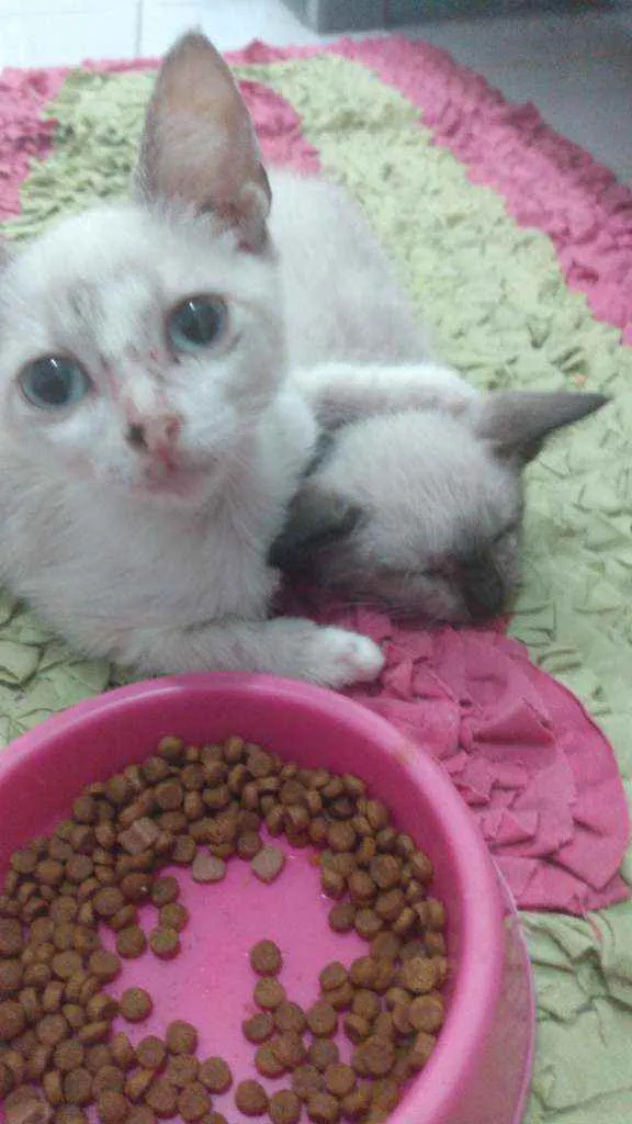 Gato raça Siamês idade Abaixo de 2 meses nome Júnior e Pedrinho