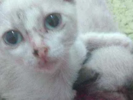 Gato raça Siamês idade Abaixo de 2 meses nome Júnior e Pedrinho