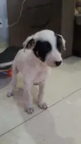 Pirata
