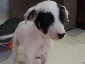 Cachorro raça Sem raça determinada idade Abaixo de 2 meses nome Pirata