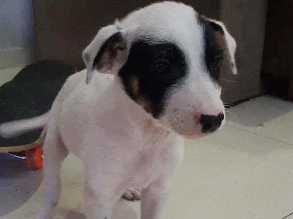 Cachorro ra a Sem raça determinada idade Abaixo de 2 meses nome Pirata