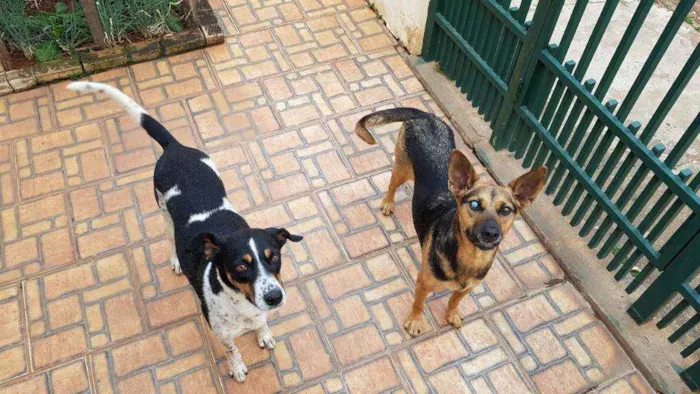 Cachorro ra a Vira-lata idade 5 anos nome Malhada e Pretinha