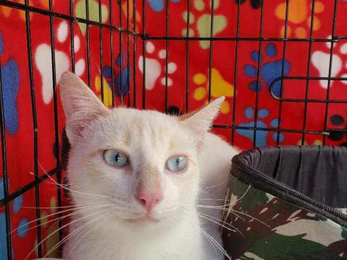 Gato ra a Srd idade 1 ano nome Galileu