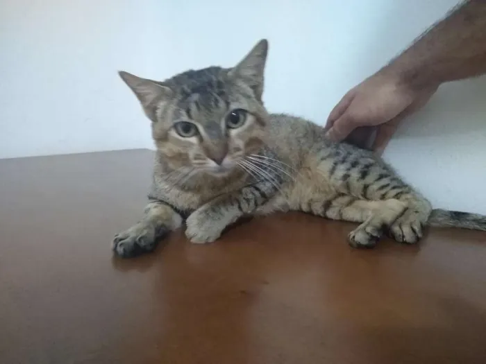 Gato raça SRD-ViraLata idade 7 a 11 meses nome sem nome