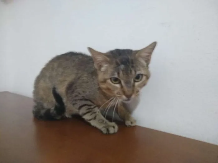 Gato raça SRD-ViraLata idade 7 a 11 meses nome sem nome